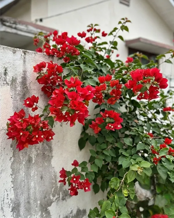 Butterfly_Red_Bougainvillea_Plant_|_Grafted_Unique_Butterfly_Bract_Variety_|_Bright_Red_Flowers_|_Heavy_Flowering_|_Healthy_Live_Plant_Guaranteed