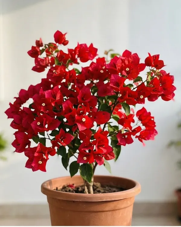 Butterfly_Red_Bougainvillea_Plant_|_Grafted_Unique_Butterfly_Bract_Variety_|_Bright_Red_Flowers_|_Heavy_Flowering_|_Healthy_Live_Plant_Guaranteed