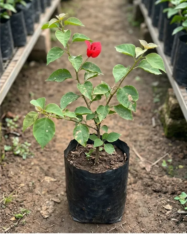 Butterfly_Red_Bougainvillea_Plant_|_Grafted_Unique_Butterfly_Bract_Variety_|_Bright_Red_Flowers_|_Heavy_Flowering_|_Healthy_Live_Plant_Guaranteed