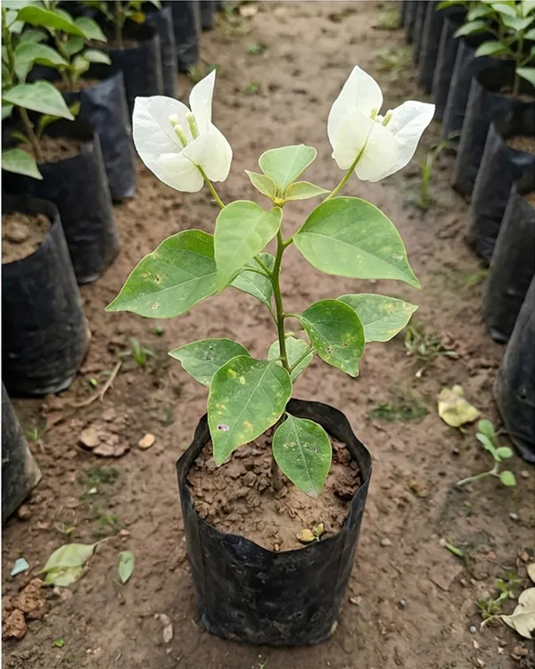 Butterfly_White_Bougainvillea_Plant_|_Grafted_Unique_Butterfly_Bract_Variety_|_Pure_White_Flowers_|_Heavy_Flowering_|_Healthy_Live_Plant_Guaranteed