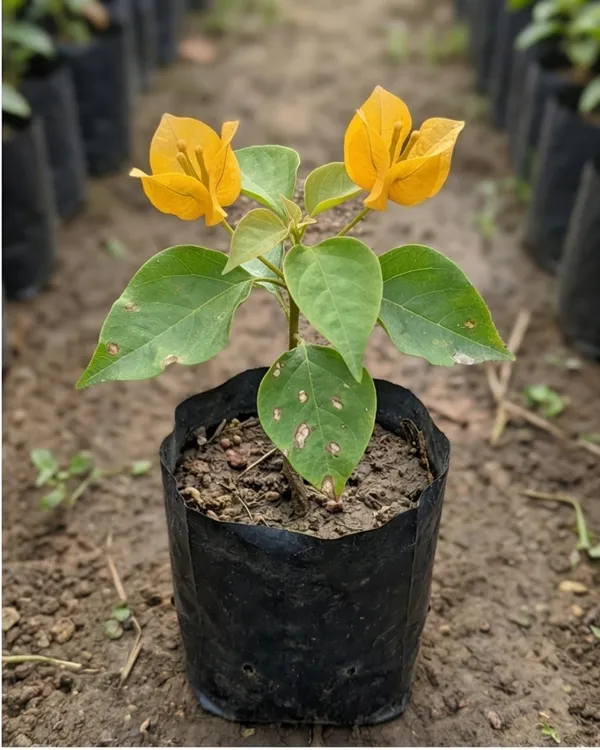 Butterfly_Yellow_Bougainvillea_Plant_|_Grafted_Unique_Butterfly_Bract_Variety_|_Bright_Yellow_Flowers_|_Heavy_Flowering_|_Healthy_Live_Plant_Guaranteed