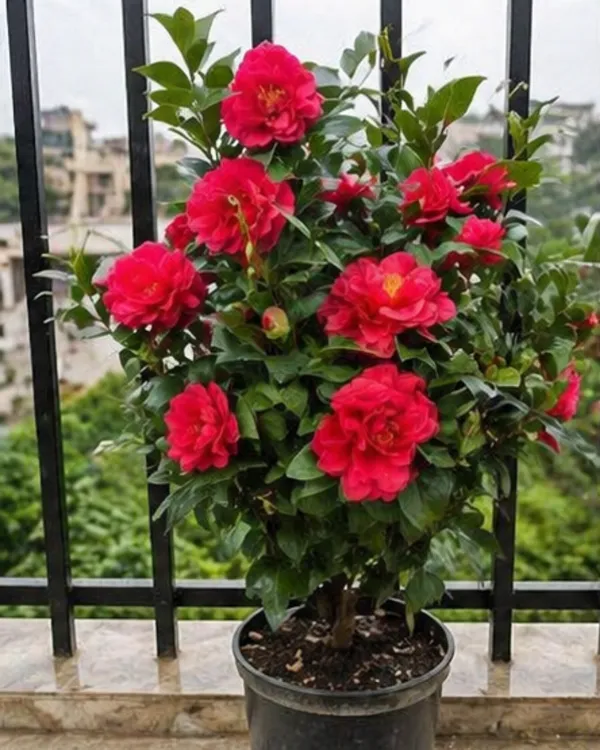 Camellia_Plant_|_Grafted_Camellia_Flowering_Plant_|_Garden_Flower_Plant_|_Healthy_Live_Plant_Guaranteed