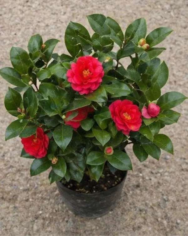 Camellia_Plant_|_Grafted_Camellia_Flowering_Plant_|_Garden_Flower_Plant_|_Healthy_Live_Plant_Guaranteed