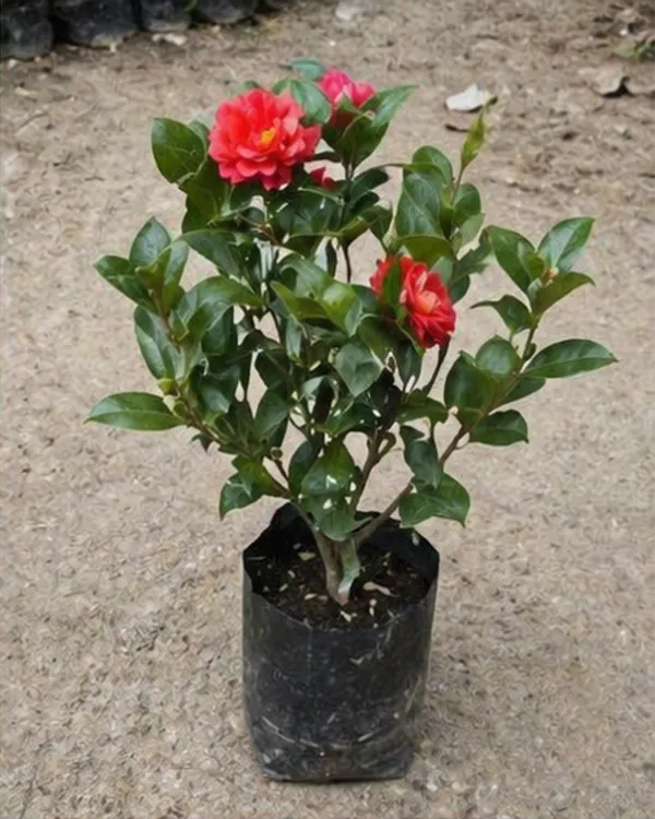 Camellia_Plant_|_Grafted_Camellia_Flowering_Plant_|_Garden_Flower_Plant_|_Healthy_Live_Plant_Guaranteed