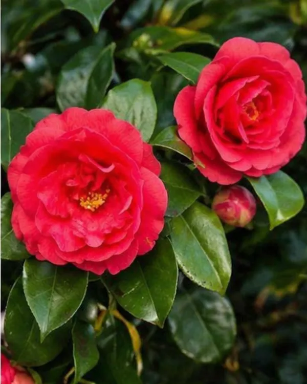 Camellia_Plant_|_Grafted_Camellia_Flowering_Plant_|_Garden_Flower_Plant_|_Healthy_Live_Plant_Guaranteed