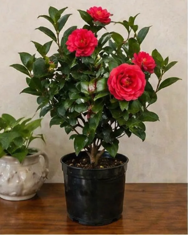 Camellia_Plant_|_Grafted_Camellia_Flowering_Plant_|_Garden_Flower_Plant_|_Healthy_Live_Plant_Guaranteed