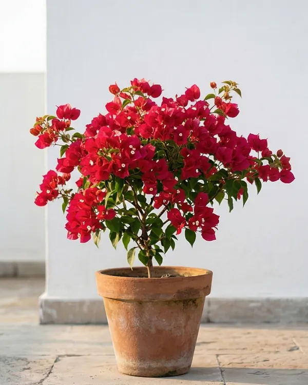 Cendai_Red_Bougainvillea_Plant_|_Grafted_Exotic_Compact_Bloom_Variety_|_Bright_Red_Flowers_|_Heavy_Flowering_|_Healthy_Live_Plant_Guaranteed