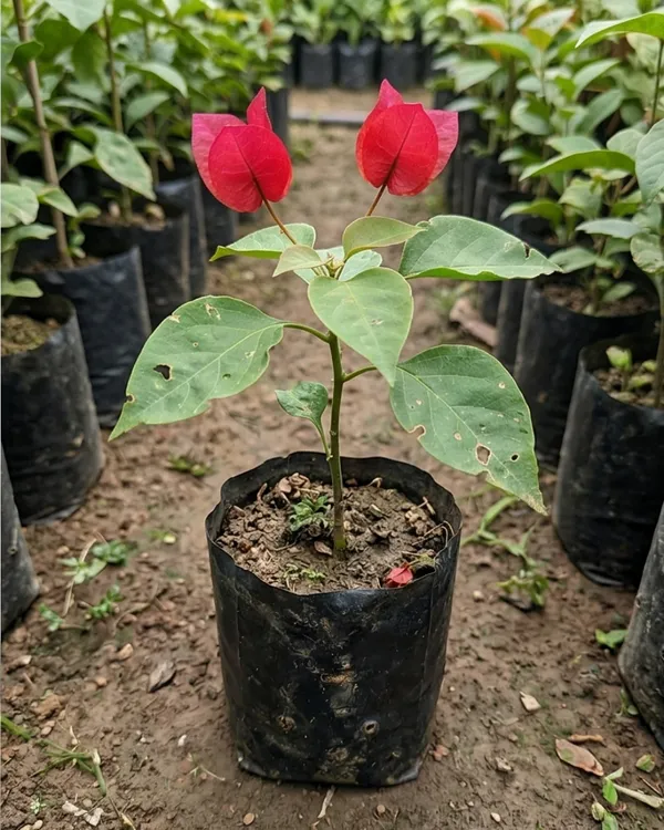 Cendai_Red_Bougainvillea_Plant_|_Grafted_Exotic_Compact_Bloom_Variety_|_Bright_Red_Flowers_|_Heavy_Flowering_|_Healthy_Live_Plant_Guaranteed