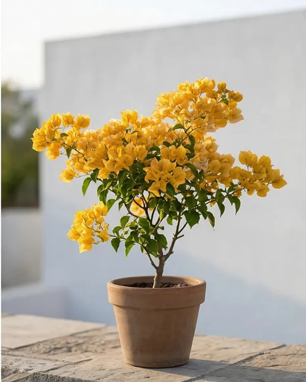 Cendai_Yellow_Bougainvillea_Plant_|_Grafted_Exotic_Compact_Bloom_Variety_|_Yellow_Flowers_|_Heavy_Flowering_|_Healthy_Live_Plant_Guaranteed