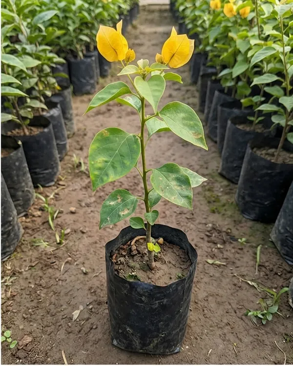 Cendai_Yellow_Bougainvillea_Plant_|_Grafted_Exotic_Compact_Bloom_Variety_|_Yellow_Flowers_|_Heavy_Flowering_|_Healthy_Live_Plant_Guaranteed