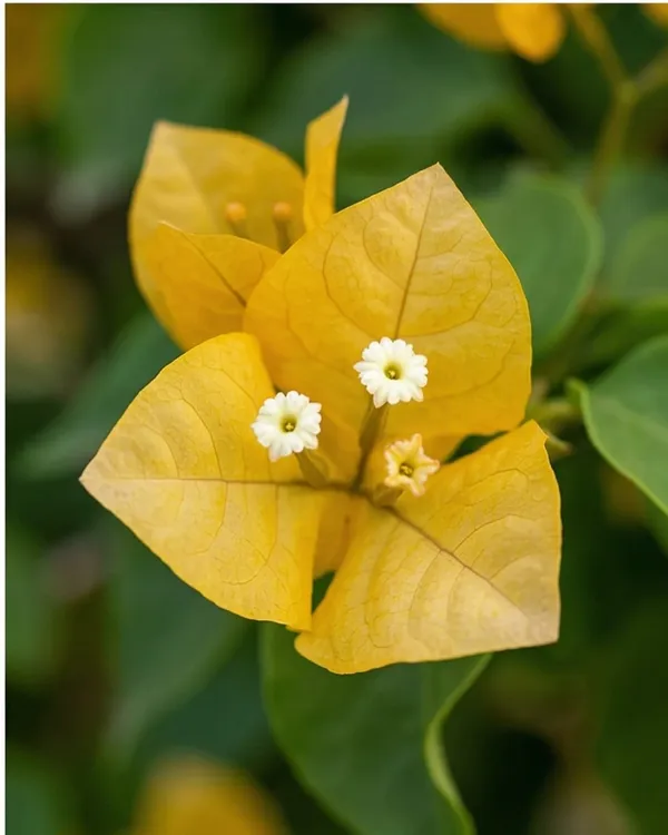 Cendai_Yellow_Bougainvillea_Plant_|_Grafted_Exotic_Compact_Bloom_Variety_|_Yellow_Flowers_|_Heavy_Flowering_|_Healthy_Live_Plant_Guaranteed