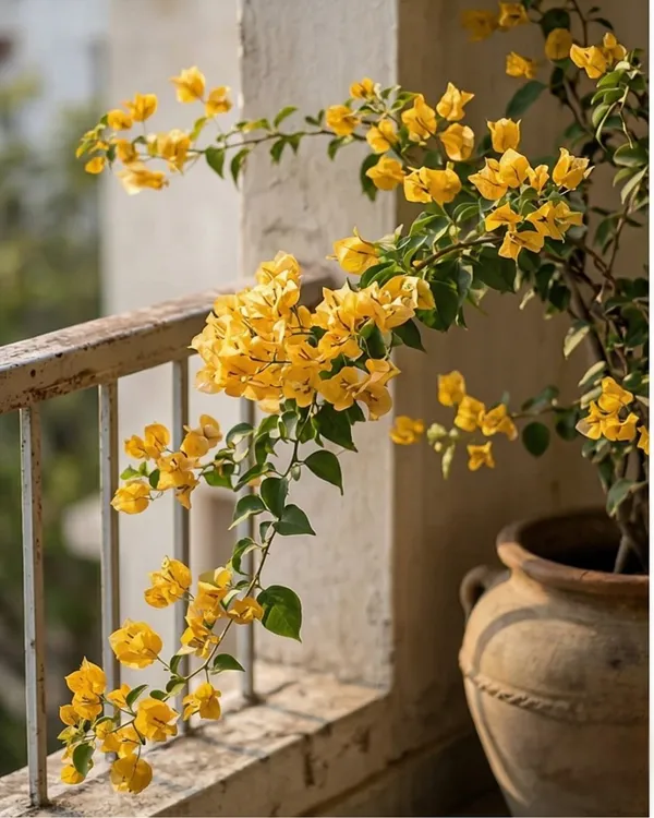 Cendai_Yellow_Bougainvillea_Plant_|_Grafted_Exotic_Compact_Bloom_Variety_|_Yellow_Flowers_|_Heavy_Flowering_|_Healthy_Live_Plant_Guaranteed