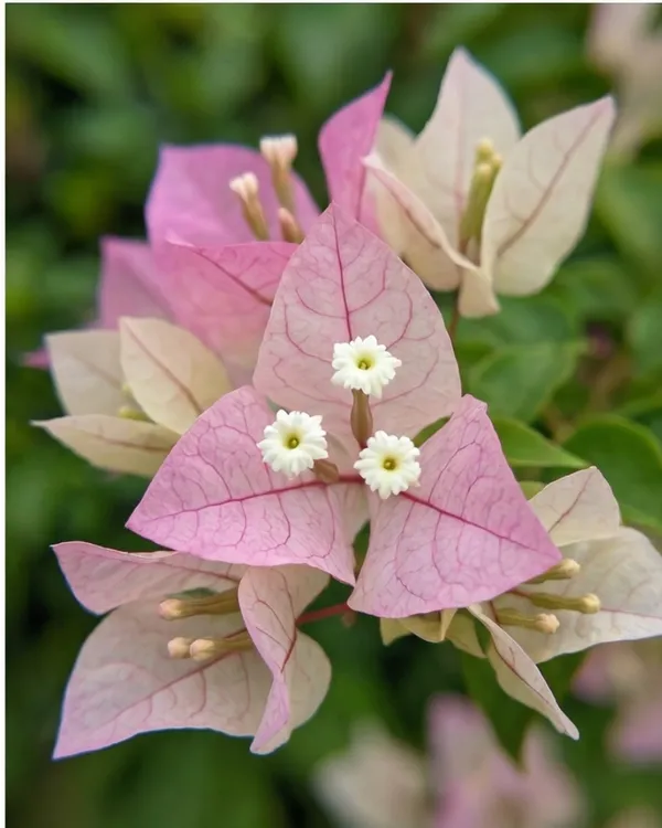 Chilli_Ice_Cream_Bougainvillea_Plant_|_Grafted_Unique_Bi-Color_Bloom_Variety_|_Pink_White_Flowers_|_Heavy_Flowering_|_Healthy_Live_Plant_Guaranteed