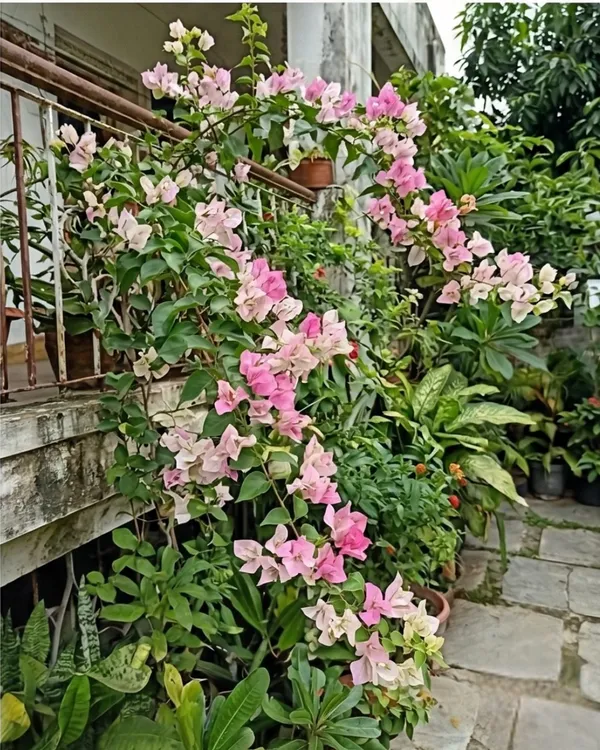 Chilli_Ice_Cream_Bougainvillea_Plant_|_Grafted_Unique_Bi-Color_Bloom_Variety_|_Pink_White_Flowers_|_Heavy_Flowering_|_Healthy_Live_Plant_Guaranteed