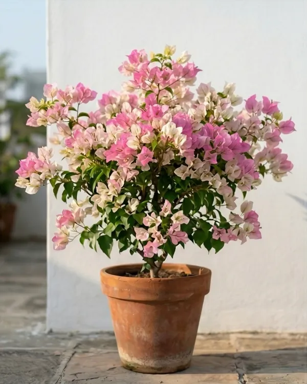 Chilli_Ice_Cream_Bougainvillea_Plant_|_Grafted_Unique_Bi-Color_Bloom_Variety_|_Pink_White_Flowers_|_Heavy_Flowering_|_Healthy_Live_Plant_Guaranteed