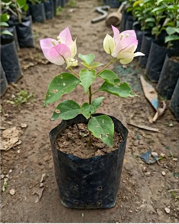 Chilli_Ice_Cream_Bougainvillea_Plant_|_Grafted_Unique_Bi-Color_Bloom_Variety_|_Pink_White_Flowers_|_Heavy_Flowering_|_Healthy_Live_Plant_Guaranteed
