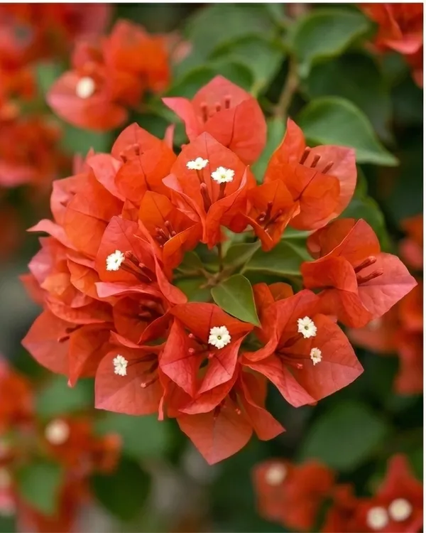 Chilli_Orange_Bougainvillea_Plant_|_Grafted_Exotic_Compact_Bloom_Variety_|_Orange_Flowers_|_Heavy_Flowering_|_Healthy_Live_Plant_Guaranteed