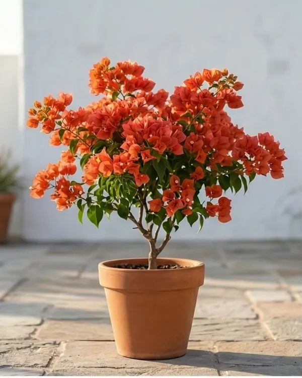 Chilli_Orange_Bougainvillea_Plant_|_Grafted_Exotic_Compact_Bloom_Variety_|_Orange_Flowers_|_Heavy_Flowering_|_Healthy_Live_Plant_Guaranteed