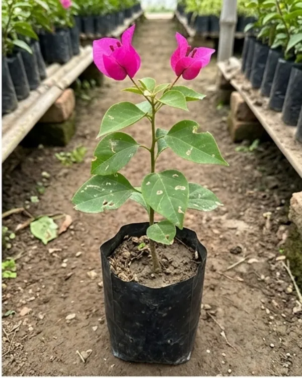 Chilli_Pink_Bougainvillea_Plant_|_Grafted_Exotic_Compact_Bloom_Variety_|_Bright_Pink_Flowers_|_Heavy_Flowering_|_Healthy_Live_Plant_Guaranteed