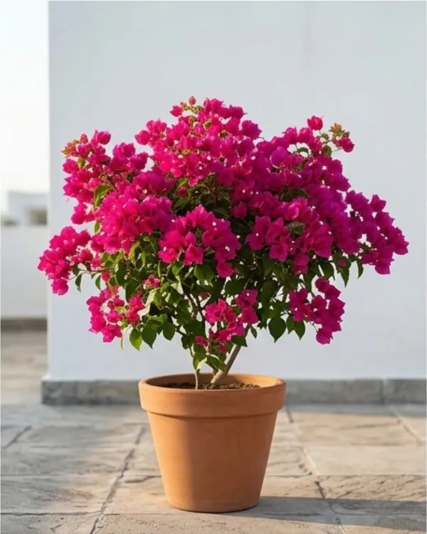 Chilli_Pink_Bougainvillea_Plant_|_Grafted_Exotic_Compact_Bloom_Variety_|_Bright_Pink_Flowers_|_Heavy_Flowering_|_Healthy_Live_Plant_Guaranteed