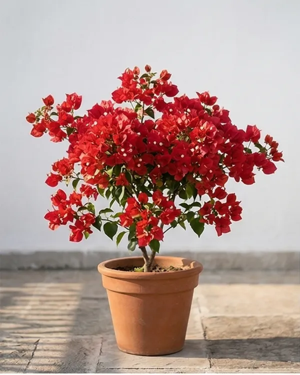 Chilli_Red_Bougainvillea_Plant_|_Grafted_Exotic_Heavy_Bloom_Variety_|_Deep_Red_Flowers_|_Ideal_for_Terrace_&_Outdoor_Gardens_|_Healthy_Live_Plant_Guaranteed.