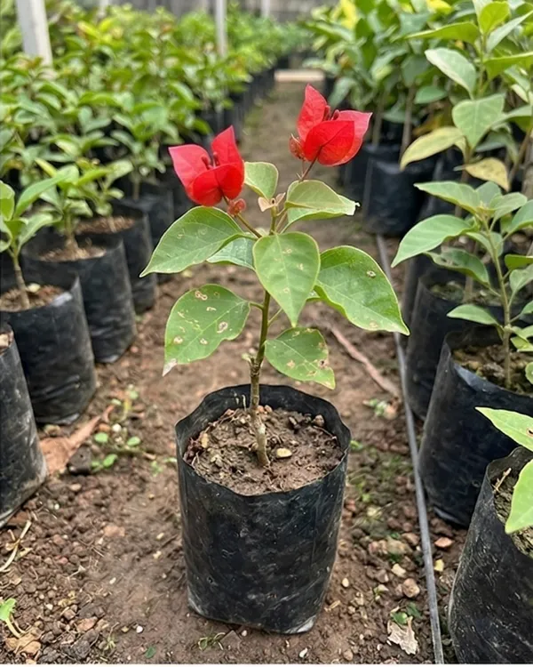 Chilli_Red_Bougainvillea_Plant_|_Grafted_Exotic_Heavy_Bloom_Variety_|_Deep_Red_Flowers_|_Ideal_for_Terrace_&_Outdoor_Gardens_|_Healthy_Live_Plant_Guaranteed.