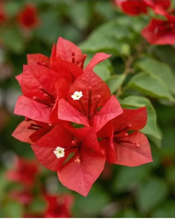 Chilli_Red_Bougainvillea_Plant_|_Grafted_Exotic_Heavy_Bloom_Variety_|_Deep_Red_Flowers_|_Ideal_for_Terrace_&_Outdoor_Gardens_|_Healthy_Live_Plant_Guaranteed.