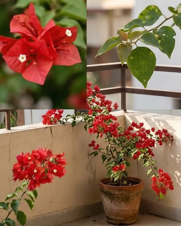 Chilli_Red_Bougainvillea_Plant_|_Grafted_Exotic_Heavy_Bloom_Variety_|_Deep_Red_Flowers_|_Ideal_for_Terrace_&_Outdoor_Gardens_|_Healthy_Live_Plant_Guaranteed.