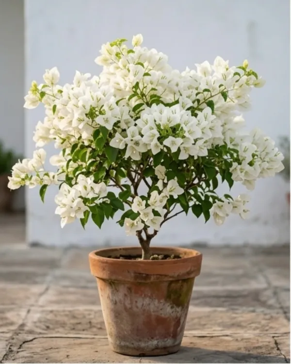Chilli_White_Bougainvillea_Plant_|_Grafted_Exotic_Compact_Bloom_Variety_|_White_Flowers_|_Heavy_Flowering_|_Healthy_Live_Plant_Guaranteed
