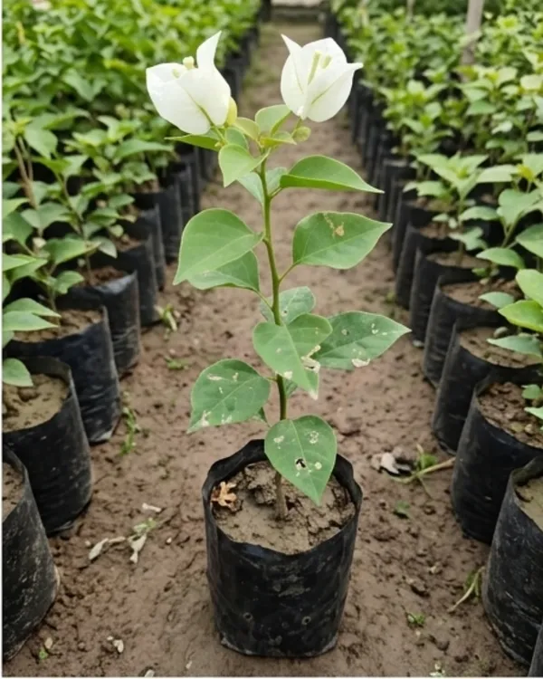 Chilli_White_Bougainvillea_Plant_|_Grafted_Exotic_Compact_Bloom_Variety_|_White_Flowers_|_Heavy_Flowering_|_Healthy_Live_Plant_Guaranteed