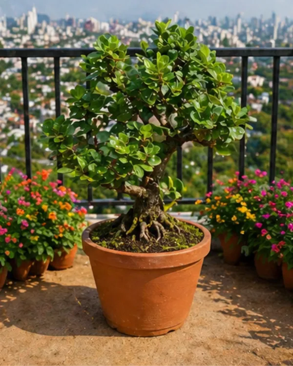 Chinese_Banyan_Plant_(Grafted)_|_Indoor_Variety_|_Healthy_Live_Plant_Guaranteed