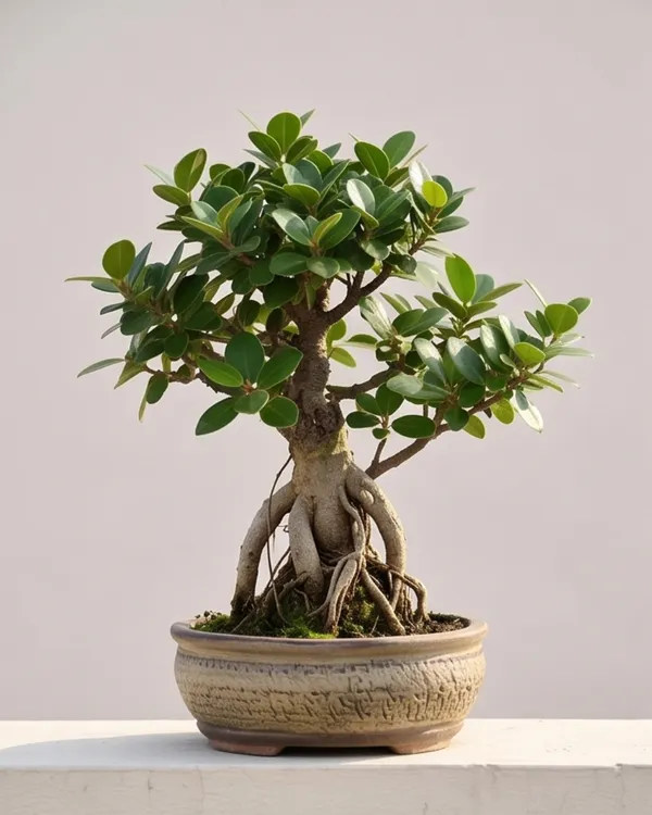 Chinese_Banyan_Plant_(Grafted)_|_Indoor_Variety_|_Healthy_Live_Plant_Guaranteed