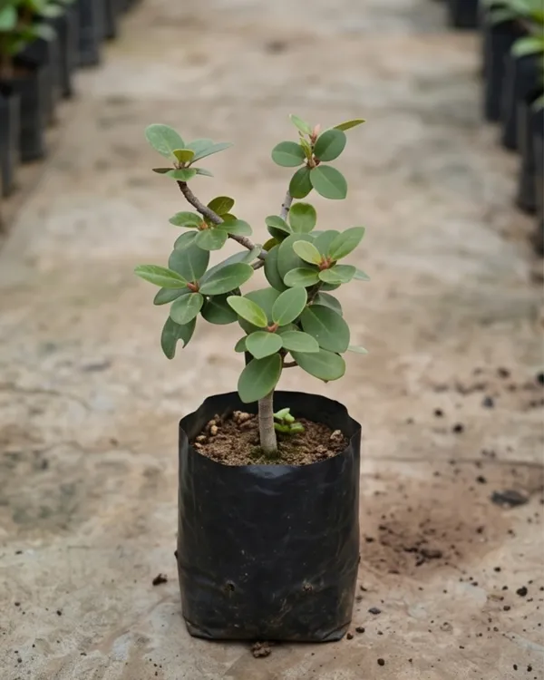 Chinese_Banyan_Plant_(Grafted)_|_Indoor_Variety_|_Healthy_Live_Plant_Guaranteed