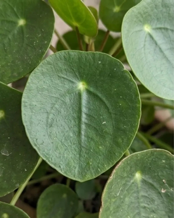 Chinese_Money_Plant_|_Grafted_Pilea_Peperomioides_|_Coin_Plant_|_Wealth_Plant_|_Healthy_Live_Plant_Guaranteed