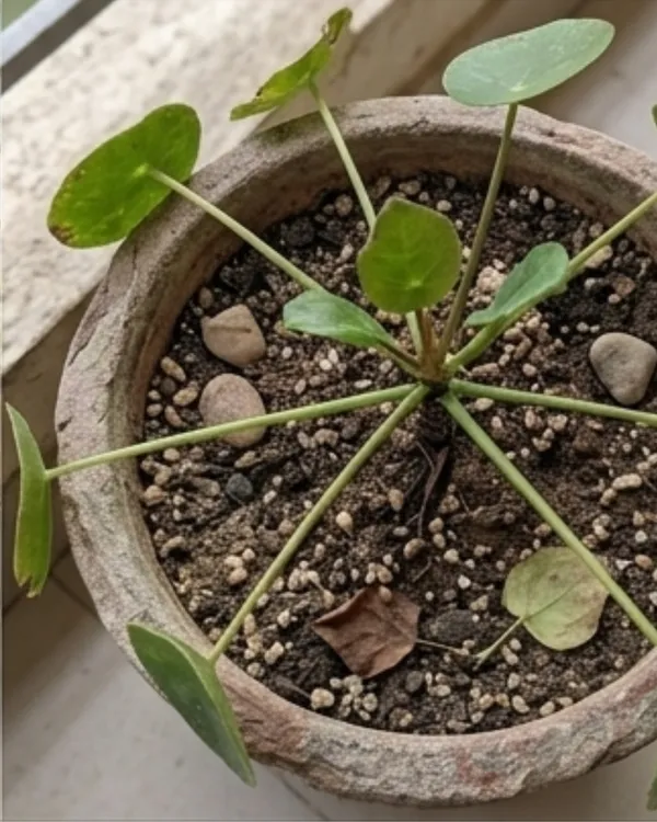 Chinese_Money_Plant_|_Grafted_Pilea_Peperomioides_|_Coin_Plant_|_Wealth_Plant_|_Healthy_Live_Plant_Guaranteed