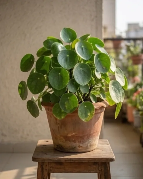Chinese_Money_Plant_|_Grafted_Pilea_Peperomioides_|_Coin_Plant_|_Wealth_Plant_|_Healthy_Live_Plant_Guaranteed