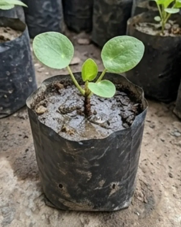 Chinese_Money_Plant_|_Grafted_Pilea_Peperomioides_|_Coin_Plant_|_Wealth_Plant_|_Healthy_Live_Plant_Guaranteed
