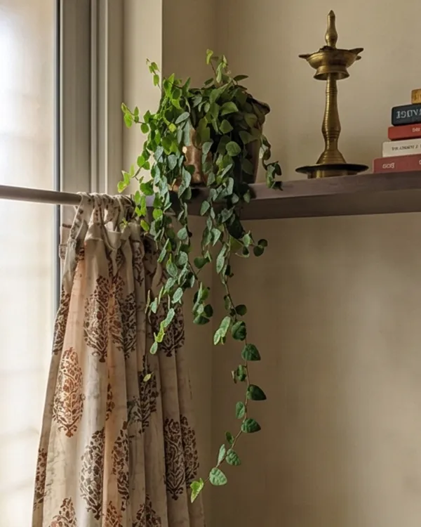 Chipkali_Bel_Plant_|_Grafted_Creeping_Vine_Plant_|_Fast_Growing_Climber_|_Healthy_Live_Plant_Guaranteed