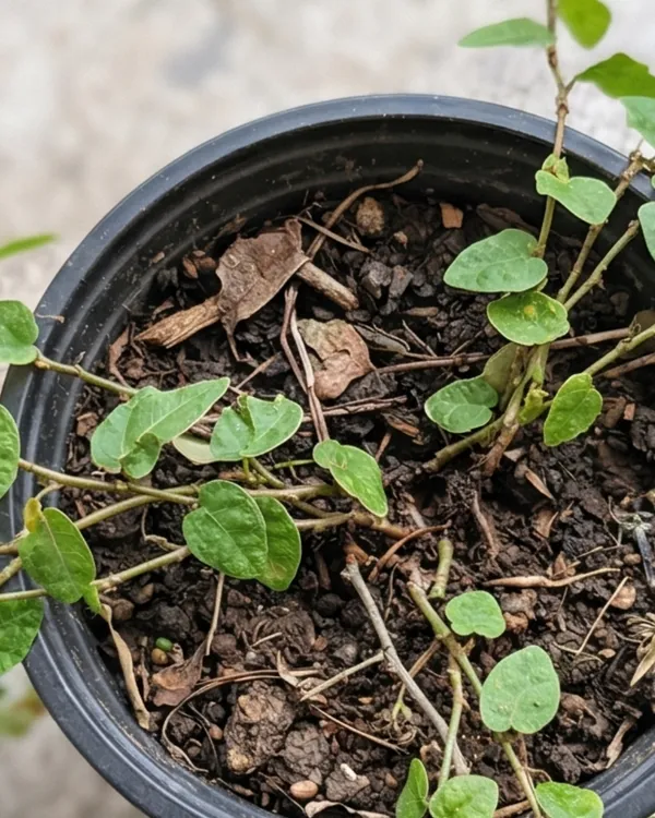 Chipkali_Bel_Plant_|_Grafted_Creeping_Vine_Plant_|_Fast_Growing_Climber_|_Healthy_Live_Plant_Guaranteed