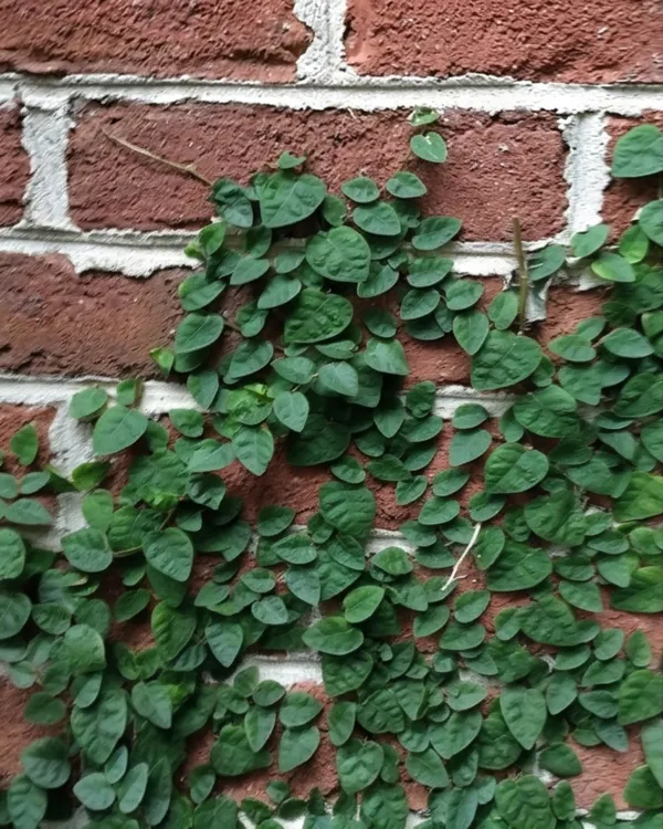 Chipkali_Bel_Plant_|_Grafted_Creeping_Vine_Plant_|_Fast_Growing_Climber_|_Healthy_Live_Plant_Guaranteed