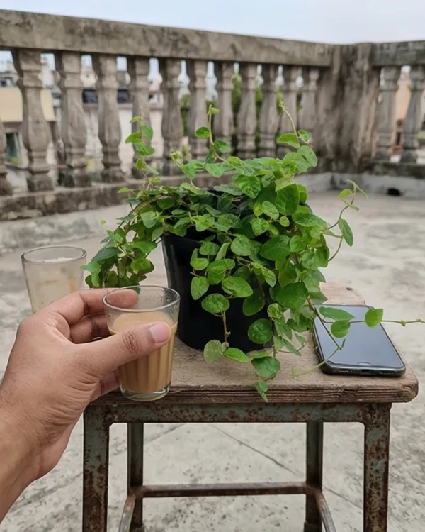 Chipkali_Bel_Plant_|_Grafted_Creeping_Vine_Plant_|_Fast_Growing_Climber_|_Healthy_Live_Plant_Guaranteed