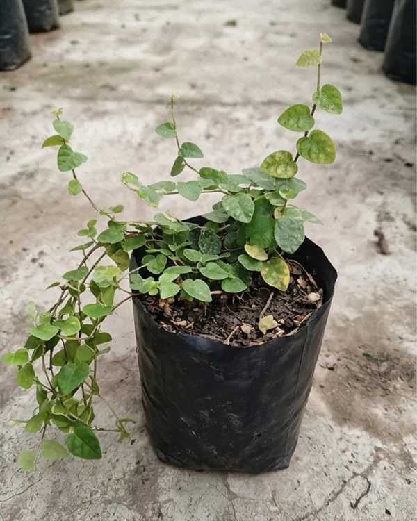 Chipkali_Bel_Plant_|_Grafted_Creeping_Vine_Plant_|_Fast_Growing_Climber_|_Healthy_Live_Plant_Guaranteed
