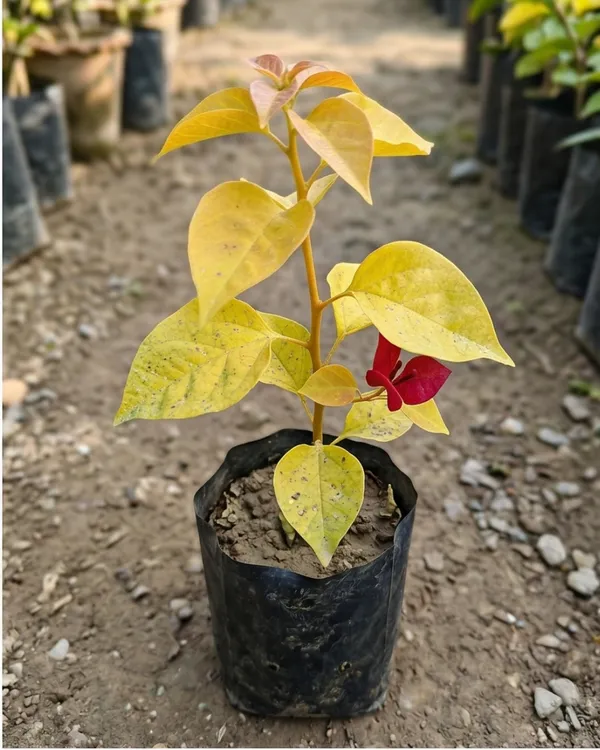 Chitra_Moonlight_Bougainvillea_Plant_|_Grafted_Rare_Dual_Tone_Bloom_Variety_|_White_Cream_Flowers_|_Heavy_Flowering_|_Healthy_Live_Plant_Guaranteed
