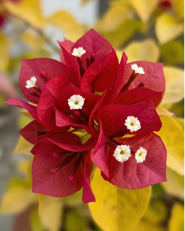 Chitra_Moonlight_Bougainvillea_Plant_|_Grafted_Rare_Dual_Tone_Bloom_Variety_|_White_Cream_Flowers_|_Heavy_Flowering_|_Healthy_Live_Plant_Guaranteed