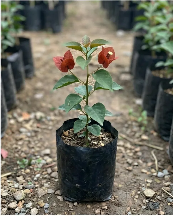 Chocolate_Brown_Bougainvillea_Plant_|_Grafted_Rare_Earth_Tone_Bloom_Variety_|_Brown_Copper_Flowers_|_Heavy_Flowering_|_Healthy_Live_Plant_Guaranteed
