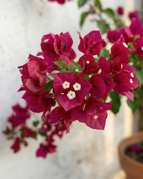 Chocolate_Pink_Bougainvillea_Plant_|_Grafted_Exotic_Dual_Tone_Bloom_Variety_|_Dusty_Pink_Brown_Flowers_|_Heavy_Flowering_|_Healthy_Live_Plant_Guaranteed