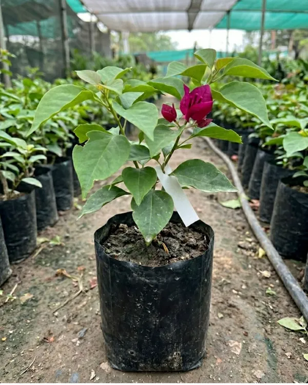 Chocolate_Pink_Bougainvillea_Plant_|_Grafted_Exotic_Dual_Tone_Bloom_Variety_|_Dusty_Pink_Brown_Flowers_|_Heavy_Flowering_|_Healthy_Live_Plant_Guaranteed