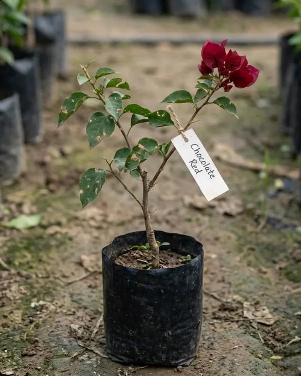 Chocolate_Red_Bougainvillea_Plant_|_Grafted_Rare_Dark_Tone_Bloom_Variety_|_Deep_Red_Brown_Flowers_|_Heavy_Flowering_|_Healthy_Live_Plant_Guaranteed