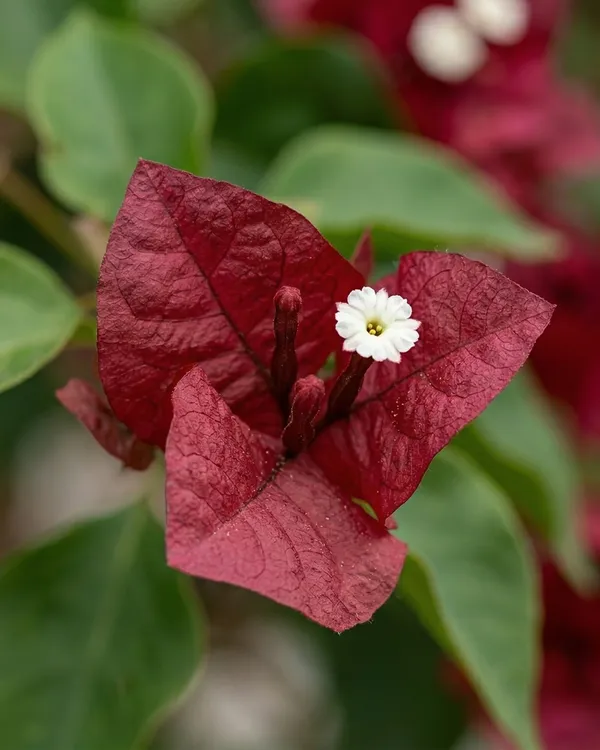 Chocolate_Red_Bougainvillea_Plant_|_Grafted_Rare_Dark_Tone_Bloom_Variety_|_Deep_Red_Brown_Flowers_|_Heavy_Flowering_|_Healthy_Live_Plant_Guaranteed