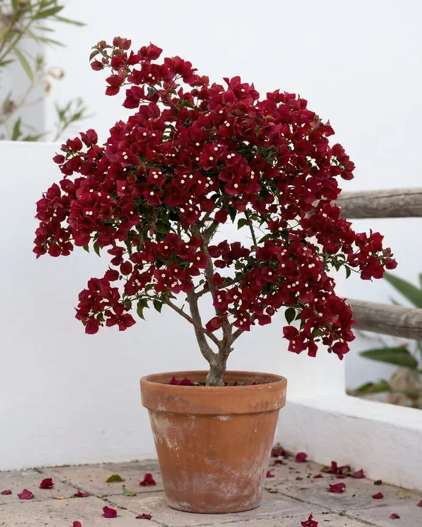 Chocolate_Red_Bougainvillea_Plant_|_Grafted_Rare_Dark_Tone_Bloom_Variety_|_Deep_Red_Brown_Flowers_|_Heavy_Flowering_|_Healthy_Live_Plant_Guaranteed